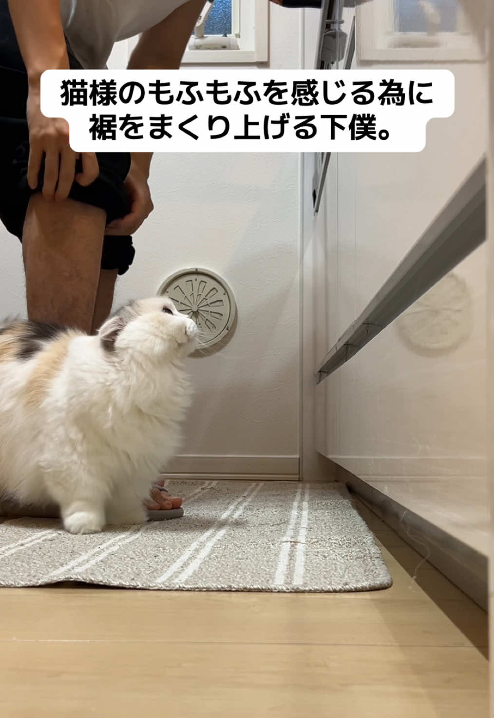 独身一人暮らし27歳男と猫様の日常。#マンチカン #猫のいる暮らし 