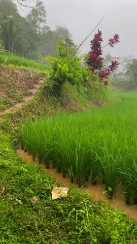 Kapegung hujan #suasanapedesaan 