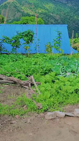 उमेर ले नेटो काटे पनि बालपन त अजै ताजै छ #😂🤣❣️ #fyp #😂🤣❣️ 