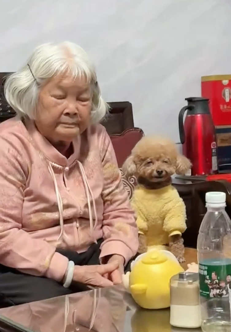 Dogs are like their masters.🪞🐶🚶#dog #fyp #funny #funnypets #funnyanimals 