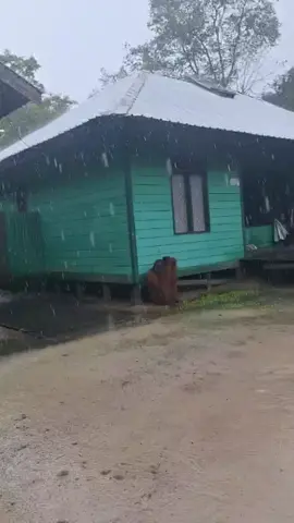 Berteduh dulu gaess😁 #orangutan #tanjungputing  #tanjungputingnationalpark  #kalteng 