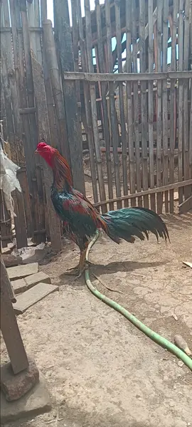 #fyppppppppppppppppppppppp #fypシ゚ #fypdong 