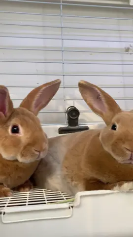 デビュー中のミニレッキスちゃん達 大きくなりました✨ #堺市うさぎ専門店  #家族募集中  #うさぎ専門店  #ミニレッキス  #ラパンハウス 