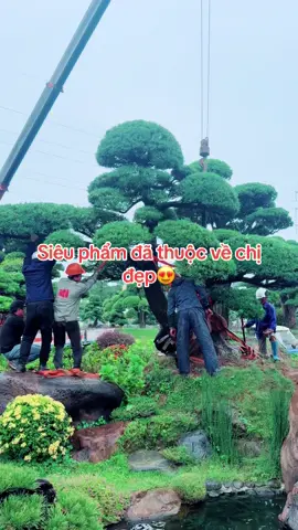 Đầu tháng chốt cây cho chị đẹp😍@Vườn Nhật Thanh Tùng Cát Tường #xuhuongtiktok 