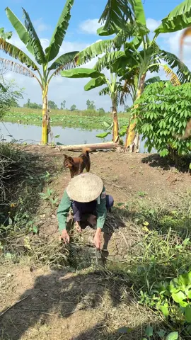 Đi thăm lợp đặt cá và cái kết … #tiktokawards #xuhuong #quehuong ##ancungtiktok #mientay 