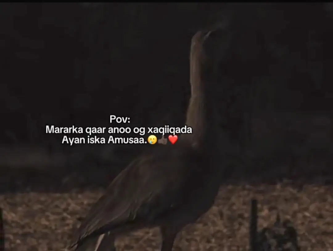 lovsarr#fyyyyyyyyyyyyyyyy 