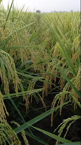 pesona inpari 32 maxipro 83 hst #petaniindonesia🇮🇩🇮🇩🇮🇩🌿🌿  #petanimilenial #petanipadiindonesia 