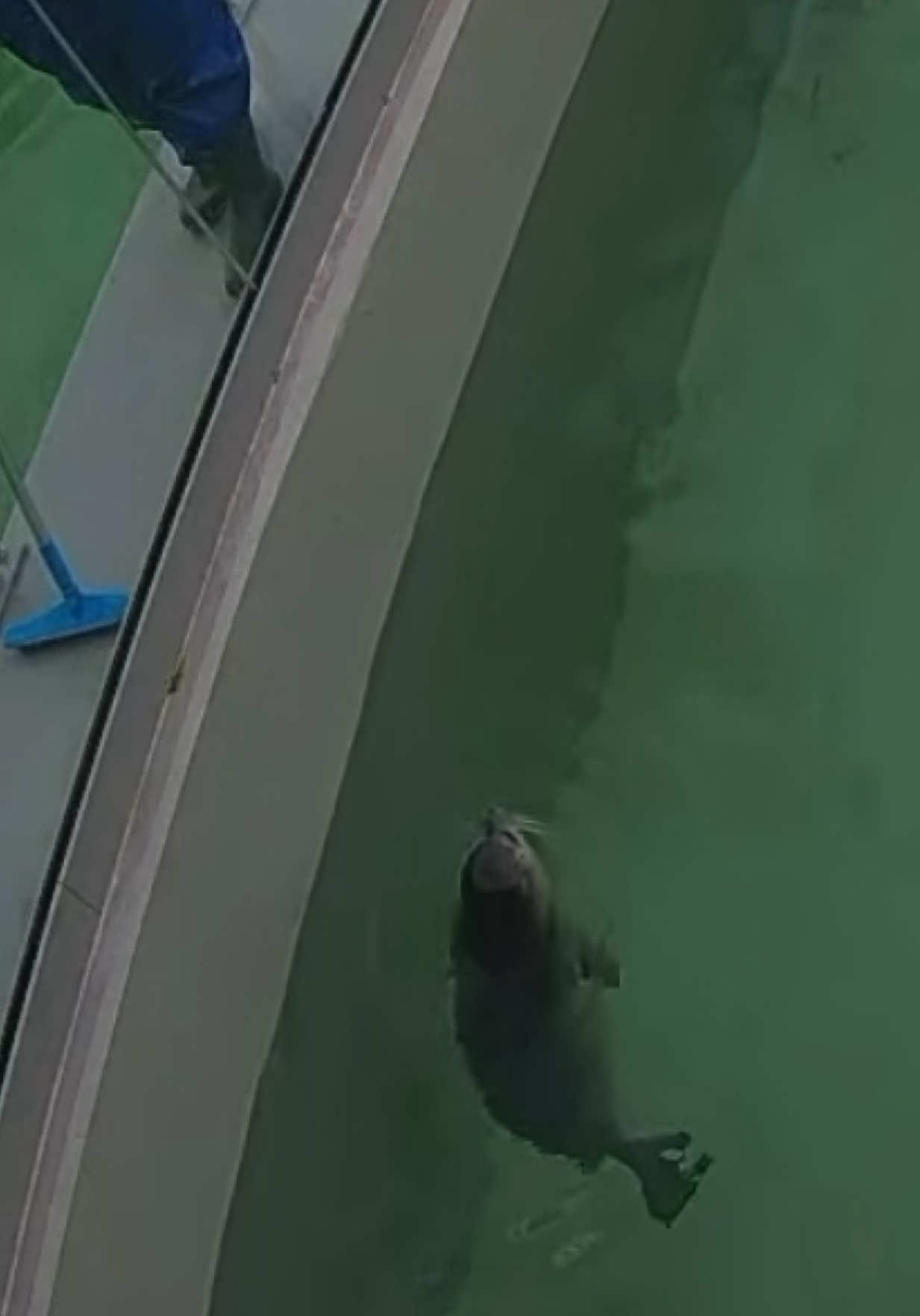 スタッフさんが掃除してるとスピンを始めるネビュラ🦭 思わずスタッフさんも手を止めて見てるのが微笑ましい♡ #アザラシ幼稚園 