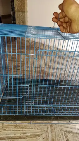 #kandangbesilipat #kandangkucing #kandangkucingmurah #kandangbesi #promomakanharian 