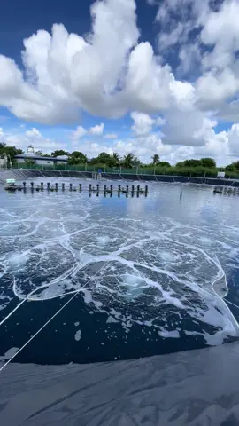 Mới thấy nắng 1 ngày à#tomcongnghecao #tomthechantrang 