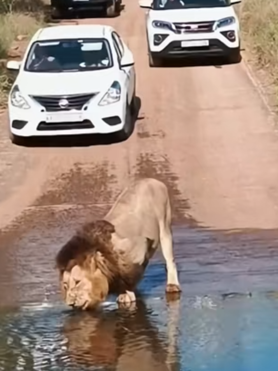 The king is here. Everyone stops without moving.🔥🦁 #omg #wow #foryou #lion #👌🏻 