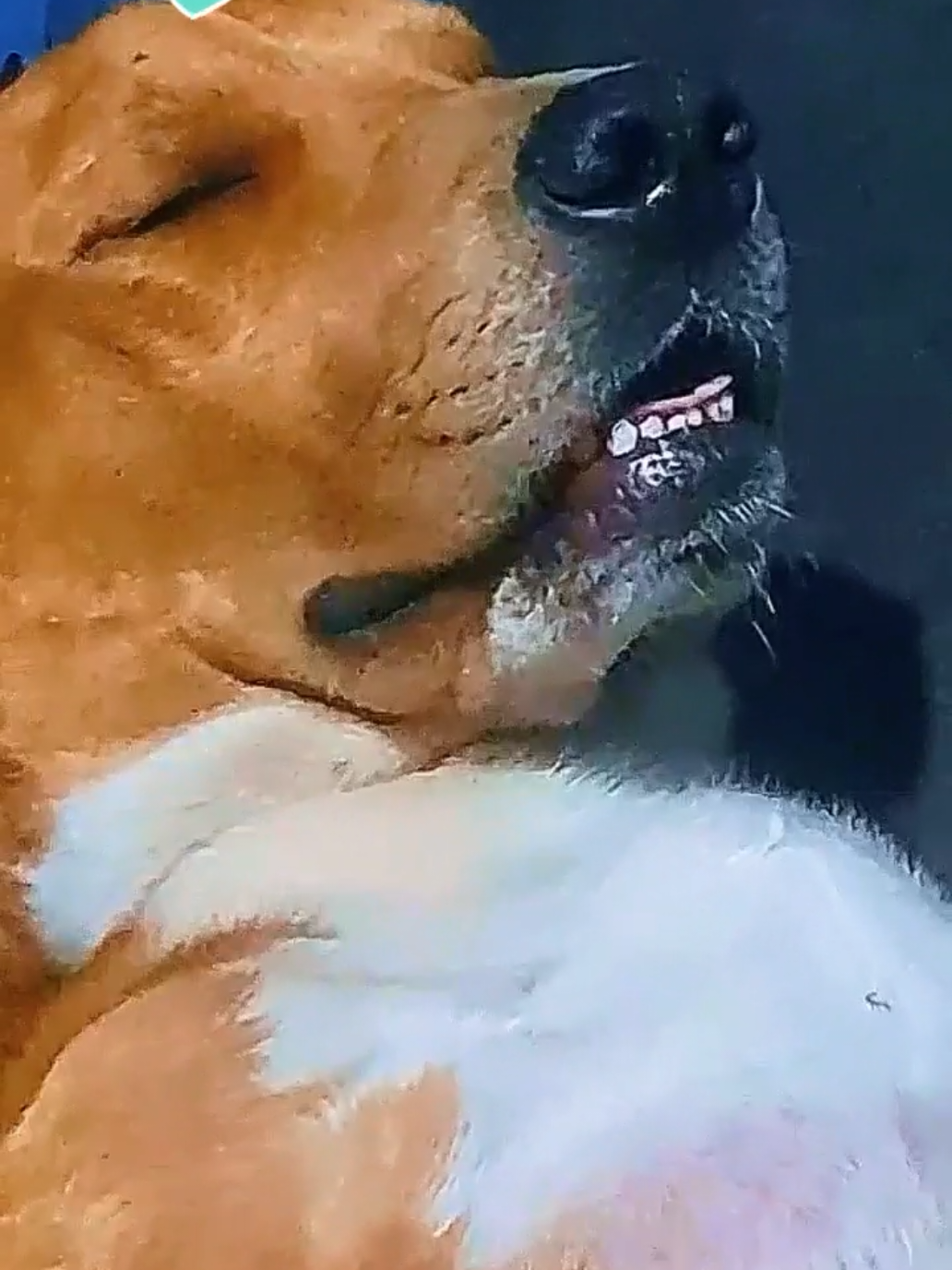 #CapCut Líder llamando a cuervo😸 #liderllamandoacuervo #liderllamandoacuervo🤣🤣🤣 #risas #humor 