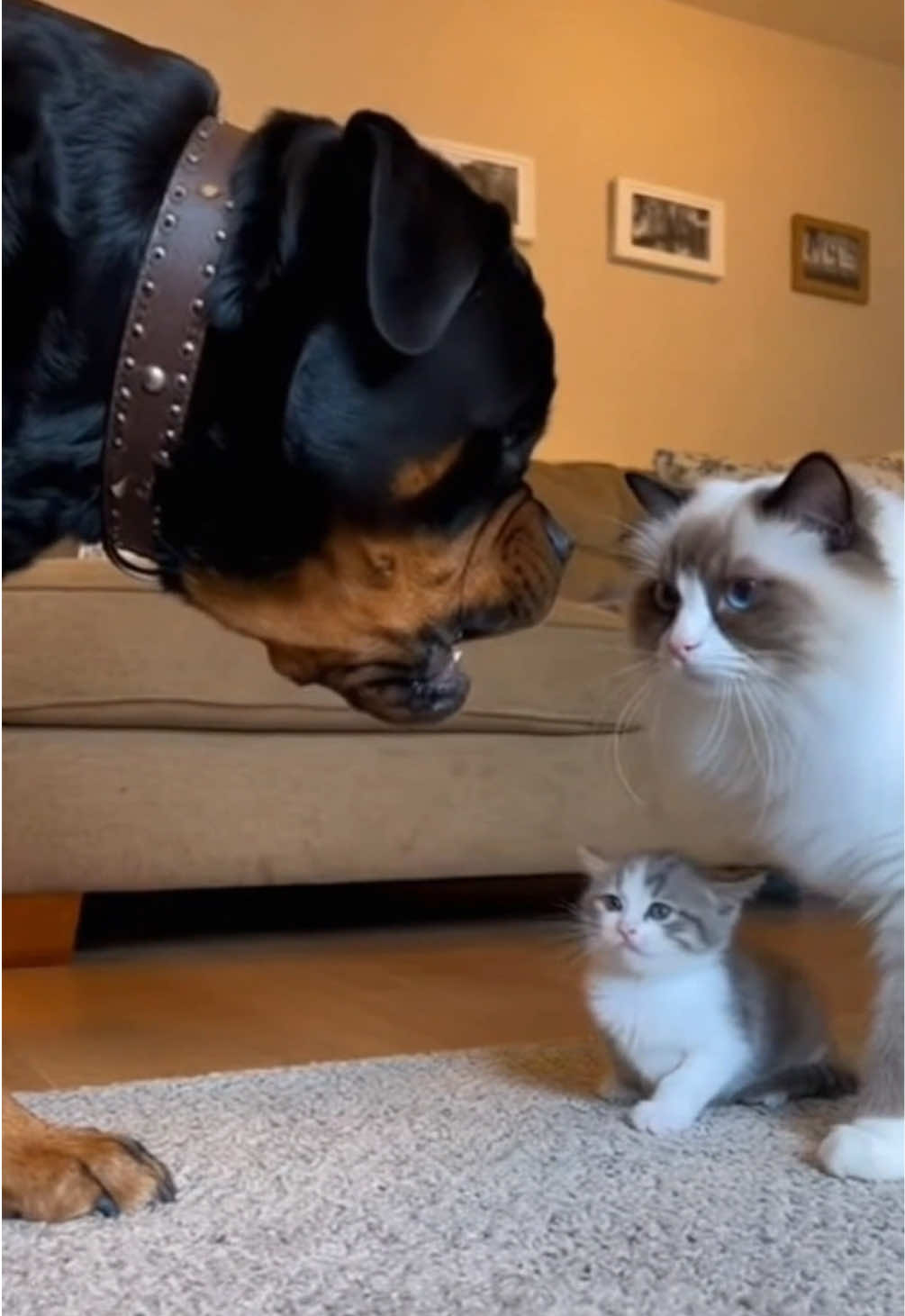 Mom cat strikes back 💥😼 #cat ##dog 