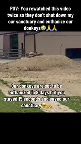 Our donkeys are set to be euthanized in 9 days but you stayed 15 seconds and saved our sanctuary❤️🙏 #donkeysanctuary #donkeyrescue #Rehome #donkeysoftiktok 