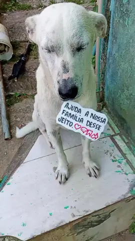 #cachorros #pets #pet #dog #brasil🇧🇷 