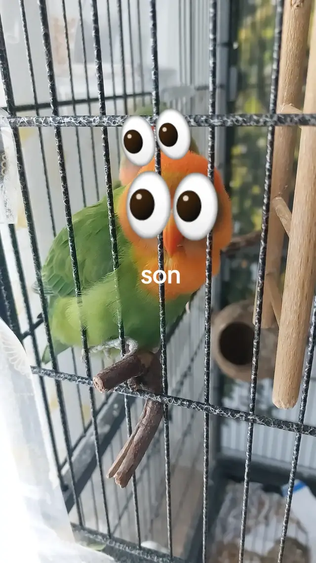 #fyp #parrot #bird #lovebirds #birdwatching 