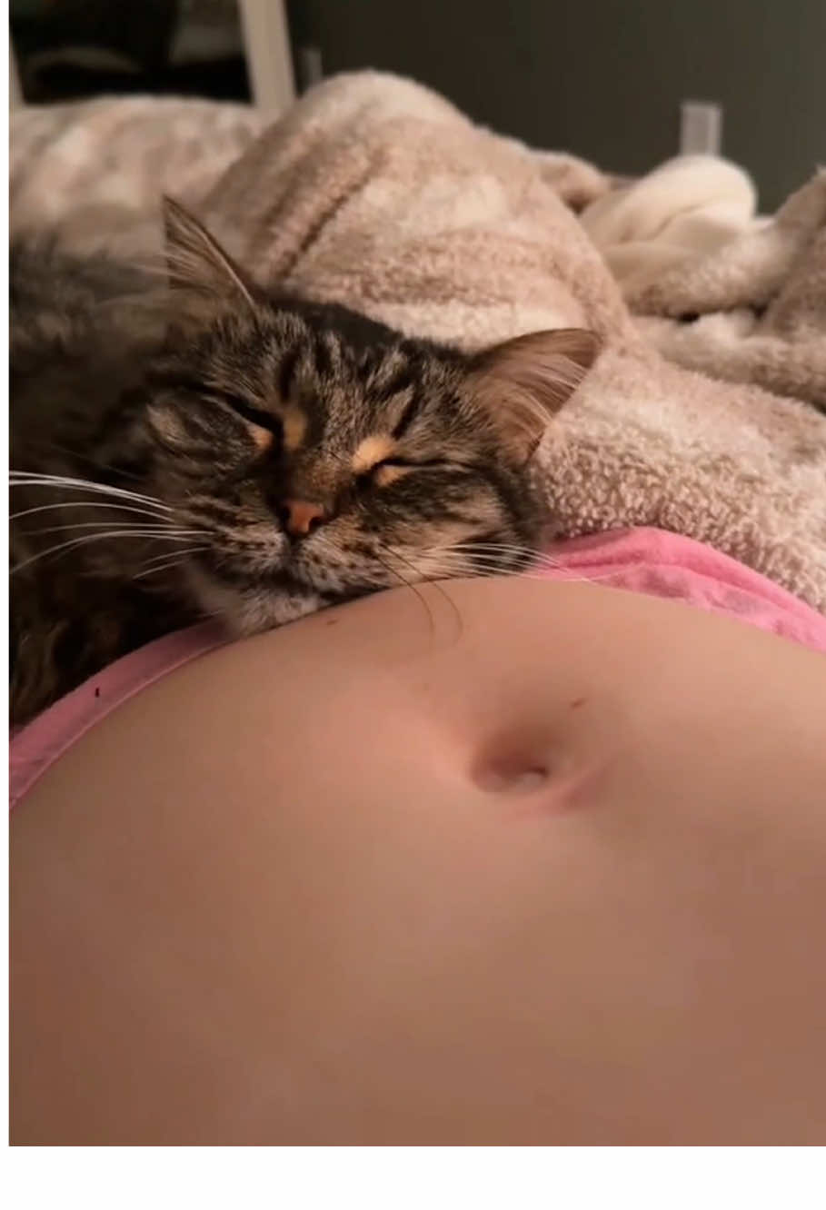 The cat is greeting its siblings.#cat #baby #foryou #catsoftiktok 