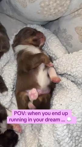 #fyp #fypシ #puppy #cutepuppy #cutepuppyvideos 
