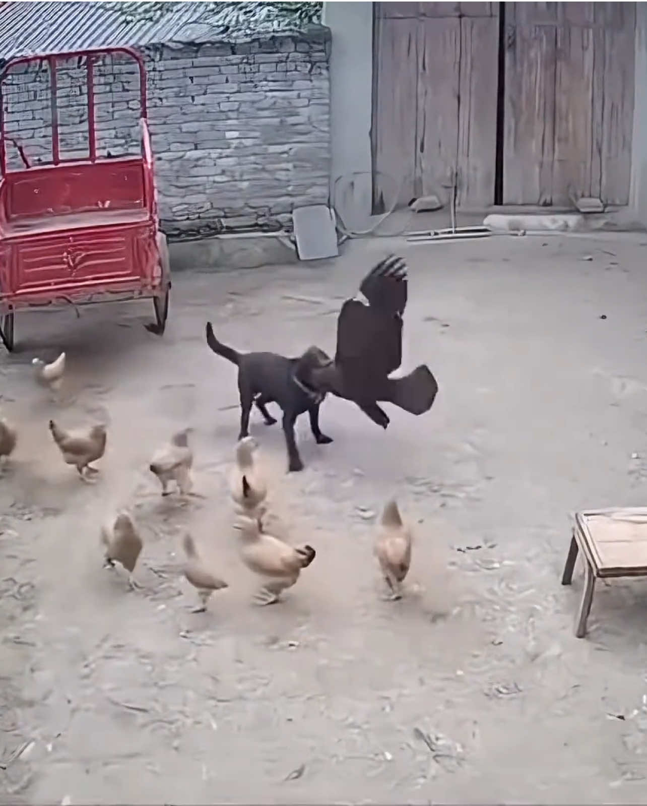 Stay away from my chickens！#funny #cute #animals #animallover #funnypets 