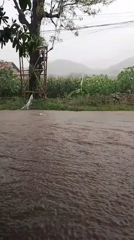 langganan banjir, sudah ada sepuluh tahun selalu begini. tidak ada perhatian dari pemerintah. banjir karena gorong2 sempit tersumbat sampah dari desa sebelah. #bupatiponorogo2025 #girisuncoko #pemkabponorogo#kecamatanbungkal #desakoripan 