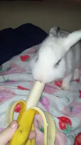 stupid fat ass rabbit eating a stupid banana #bunny #xyzbca #fyp #rabbits #fypシ 