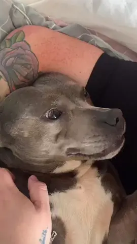 When I suddenly kissed the dog 🤣#dog #funnydog #fyp #dogvideos #usa 