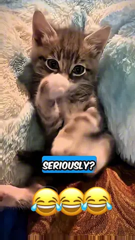 Wait for it😂😂😂#dogsoftiktok #voiceover #fyp #fypシ #catsoftiktok 