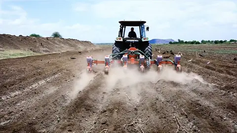 What started as a seed is now a field of promise! Our cotton farm began as a small seed — now it’s blooming beautifully with progress! +251 114 62 00 02 Amibara Agricultural Development  Nurturing Growth! #amibara #amibaraagriculture #Awash #agriculture #Ethiopia     