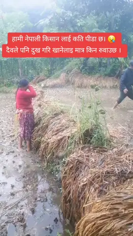 हामी नेपाली किसान लाई कति पीडा छ😪  दैवले पनि दुख गरि खानेलाइ मात्र किन रुवाउछ । 🙏 #nepalnow #heartbreak💔 #savenepal #nepaliagriculture #😪😪😪 