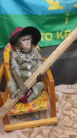 #топ #рек #обезьяны #юмор #николаич 