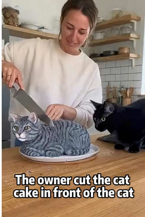 The owner cut the cat cake in front of the cat.#catsoftiktok #funnycat #fyp #foryou
