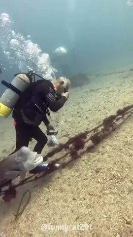 Divers and marine friends🦈#funny#ocean #marinelife#funnyanimals#animals #cute #fyp #pet 