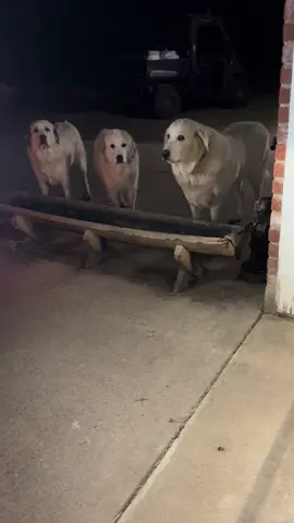 Cooler weather means they definitely need more energy meaning they are sure eating a lot more @Fairy Fire Creations #GreatPyrenees #Dog #Cute #Love #Food 