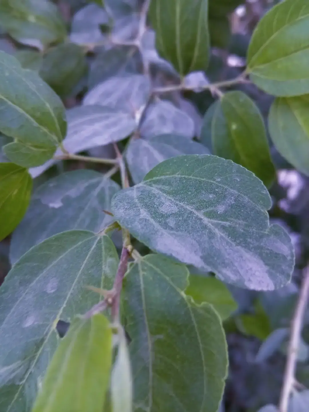 #طششونيي🔫🥺😹💞 #الشعب_الصيني_ماله_حل😂😂  هلو مايو @💤حسن🫂🕊 @عبوسي الغزاوي @مقتدى الزهيري #روحي انتم 🖤❤️‍🩹 