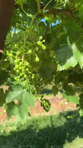 Tháng nữa là được thu hoạch rồi #laodonguc #farm #nongnghiep #xklduc #xklđuc 