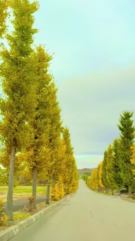 Đi đi e do dự trời tối mất…#北海道 #xuhuong #LearnOnTikTok #ttsnhatban🇯🇵 