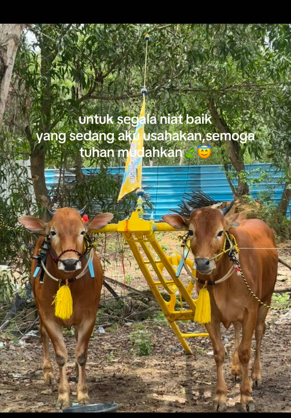 #pisangemas #pisangemasjr #kalapotemennangpesse #kerapansapimadura #madurapride🔥 