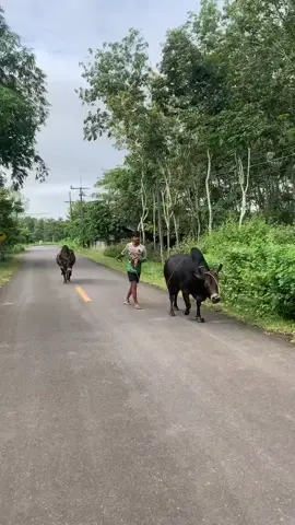 ค่ายนี้คนเลี้ยงไม่พอเลยจูงคนเดียว2ตัวเลย🤣#ดุกด้างปรีชาชัย🏆 #โหนดงามวันธงชัย💸🏆 #วัวชนเงินล้าน🏆⚔️💸 #ไมใช่การทารุนสัตว์ #ฟีดดดシ 