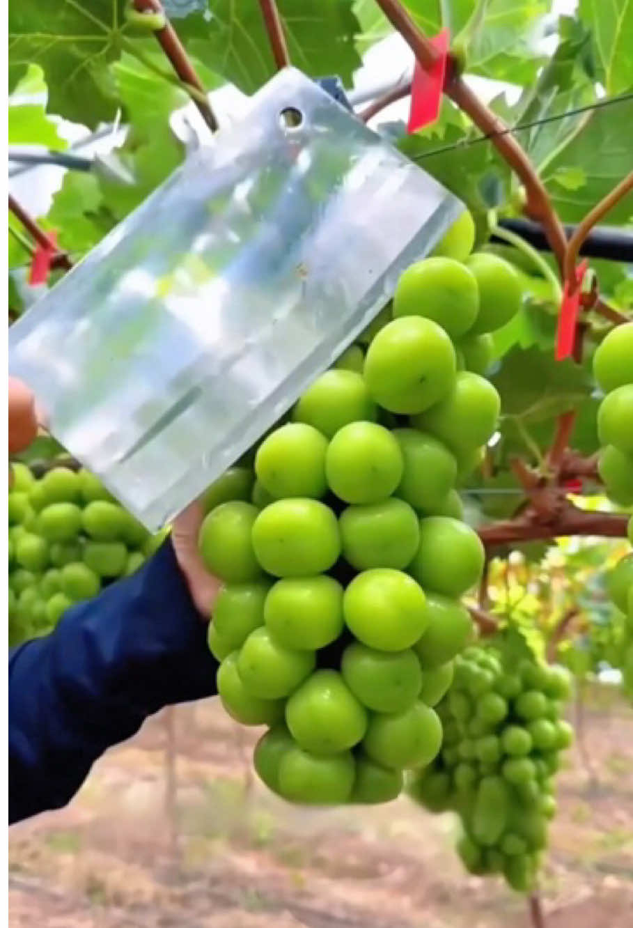 Why Are They Cutting Off These Perfect Grapes? 🤔 #FYP #Grapes #DidYouKnow #harvest #clean  