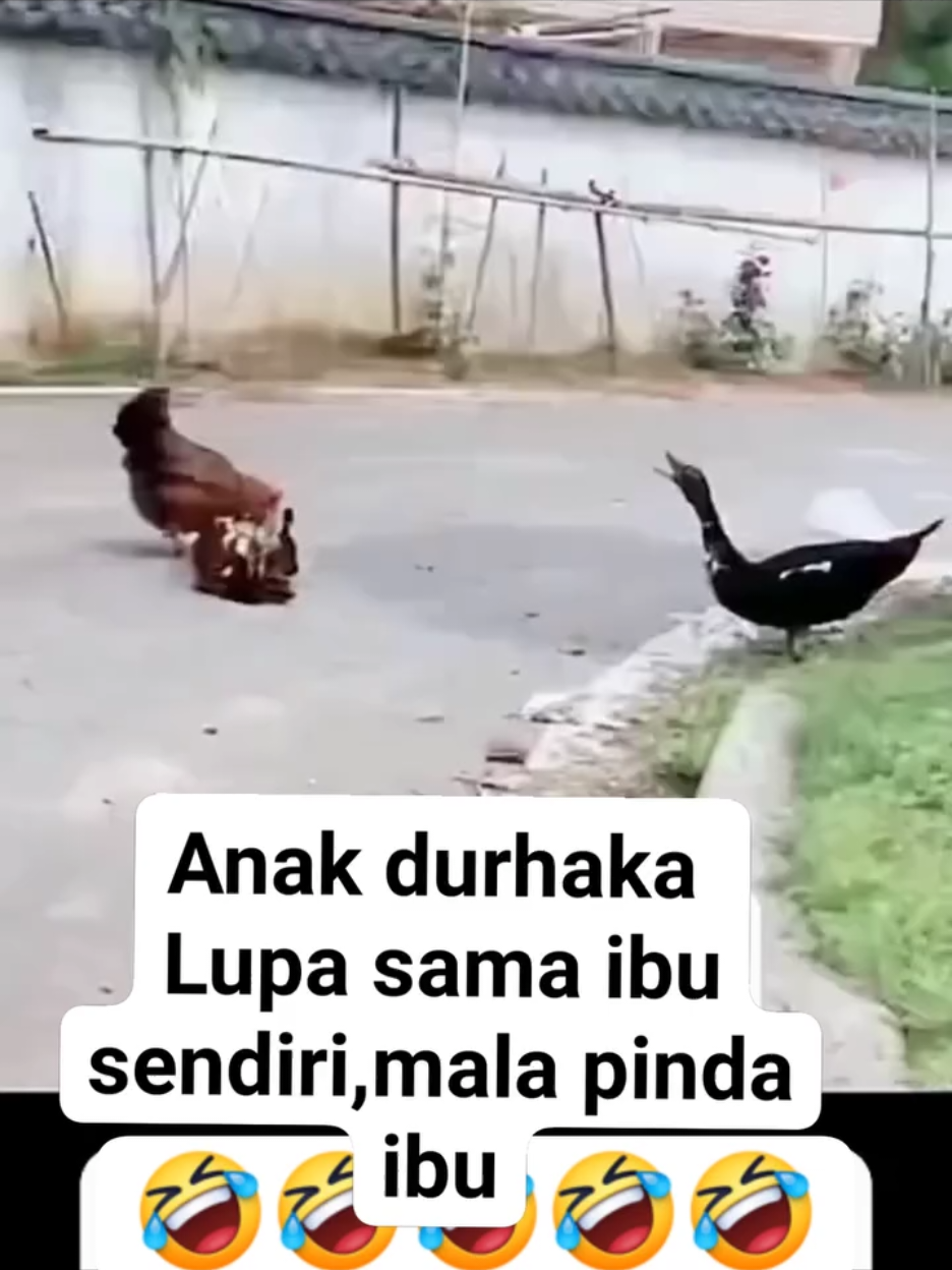#kumpulanvideolucu #videolucungakak#videoviraltiktok #bebek pindah ibu 🤣🤣
