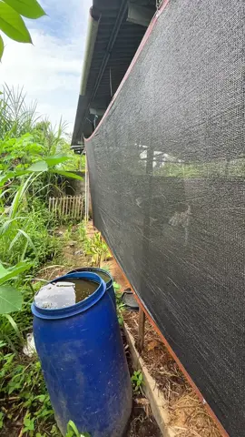 Jaring paranet anti uv #paranet #jaringp #paranetantiuv 