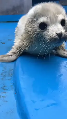 barking baby seal🥰🍤#funny #pet #pinniped #seal #sealion 