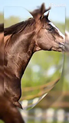 #طابت_اوقاتكم  #ويكند_سعيد #اكسبلورexplore #ترند #القهوة_السعودية 