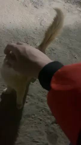 منو يريدها#fyp #fypppppppppppppppppppppp #بزونه#مالي_خلق_احط_هاشتاق #fyp 