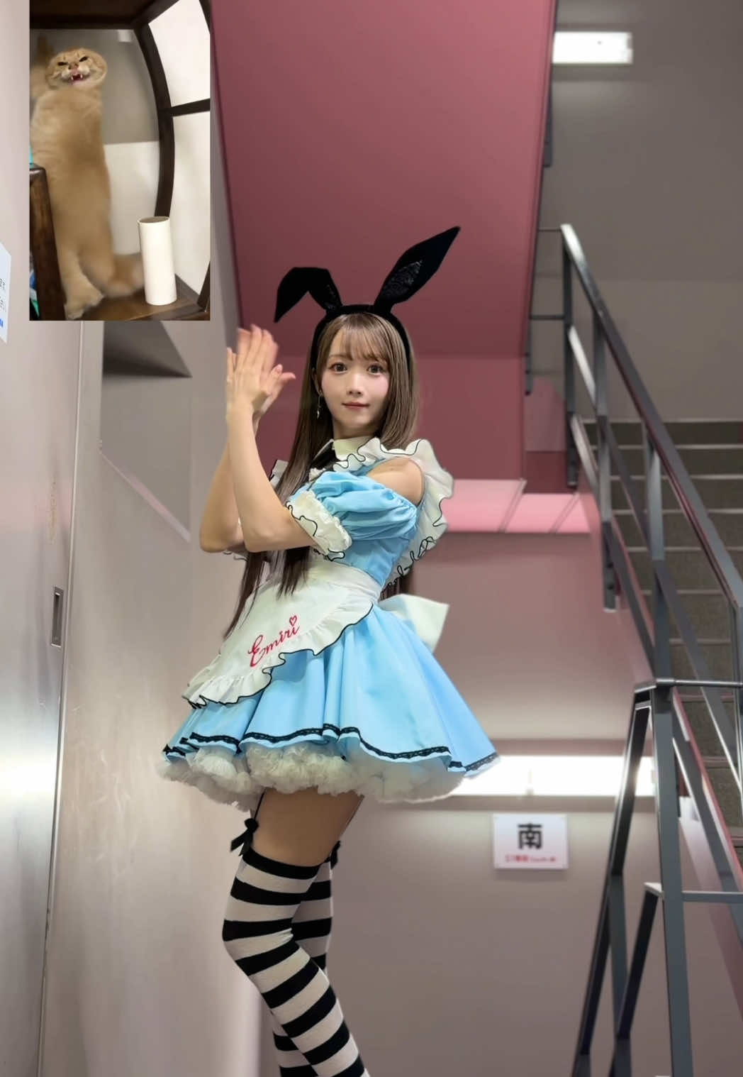 実はポイズン衣装でも撮ってたんだけど、、もっと振り切れたなーって反省して撮り直したんだよね🙂‍↕️ #catdance #猫ダンス 