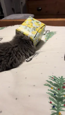 Throwback video!                 If I fits I sits, oh wait, I fit and i get stuck!!! Mums to the rescue, but the temptation is just too much, so I squeeze in again. This is so much fun!!!!!  Mum said don’t do that again, why not?  it’s the best fun I’ve had in ages!  #fyp #catsoftiktok2025 #crazycats #catbox 