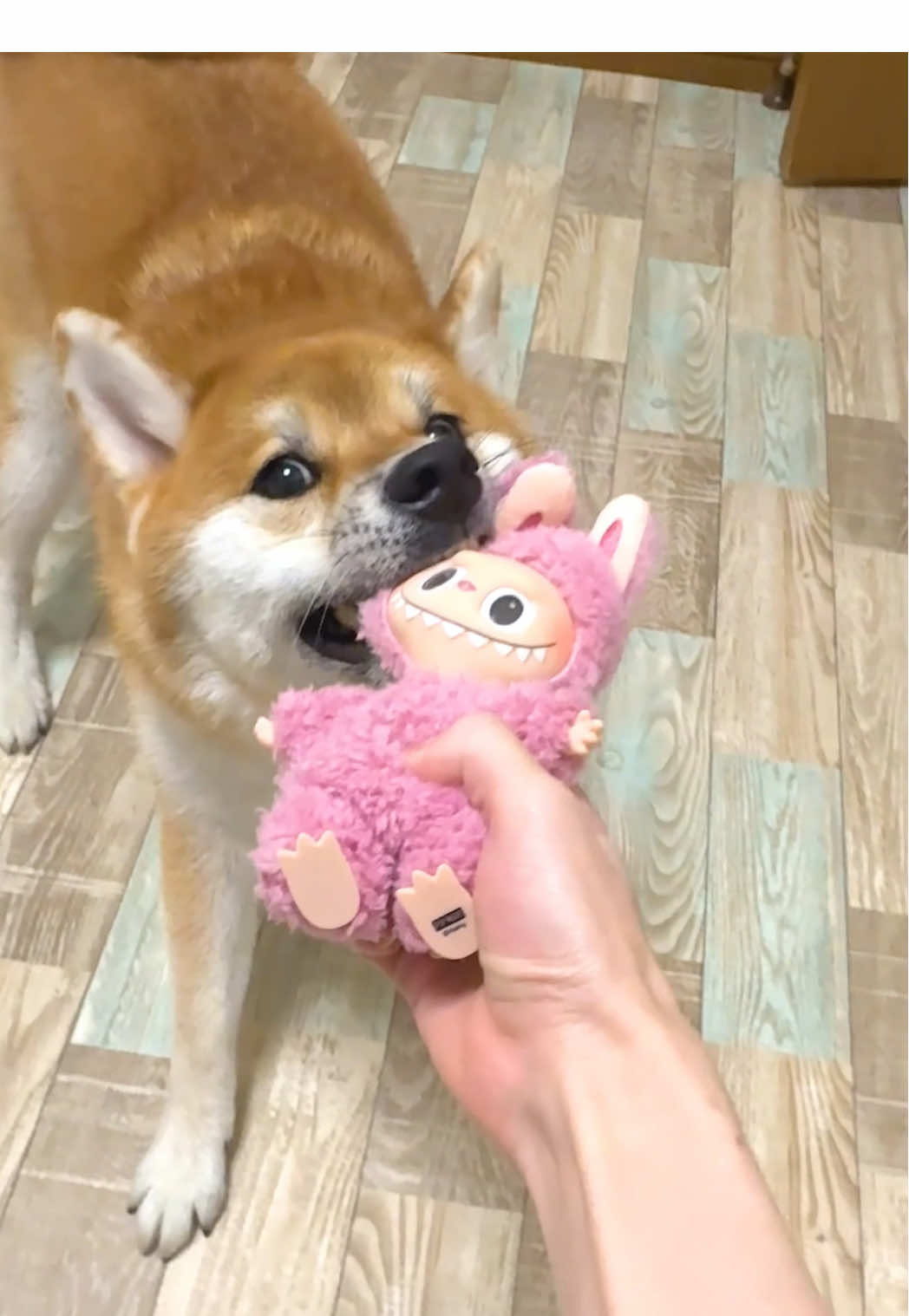 ラブブを破壊する柴犬こまちゃん。#和風総分家 #柴犬のいる生活 #ラブブ 