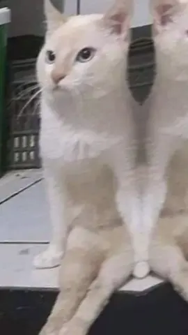 inoo sheeg bal😂🏡#💗 #folowme💗🤟🏾 #like #video #viyuusproplem💔😭 