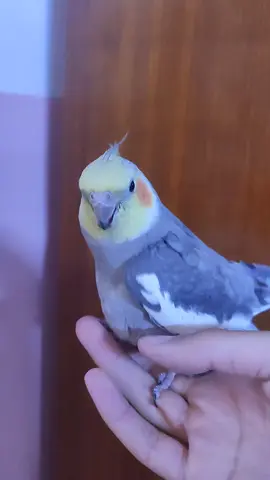 دك رگص..😂 #معزوفات_مال_ضايجين😂💃💃💃 #رگص_وكذا #كوكتيل 