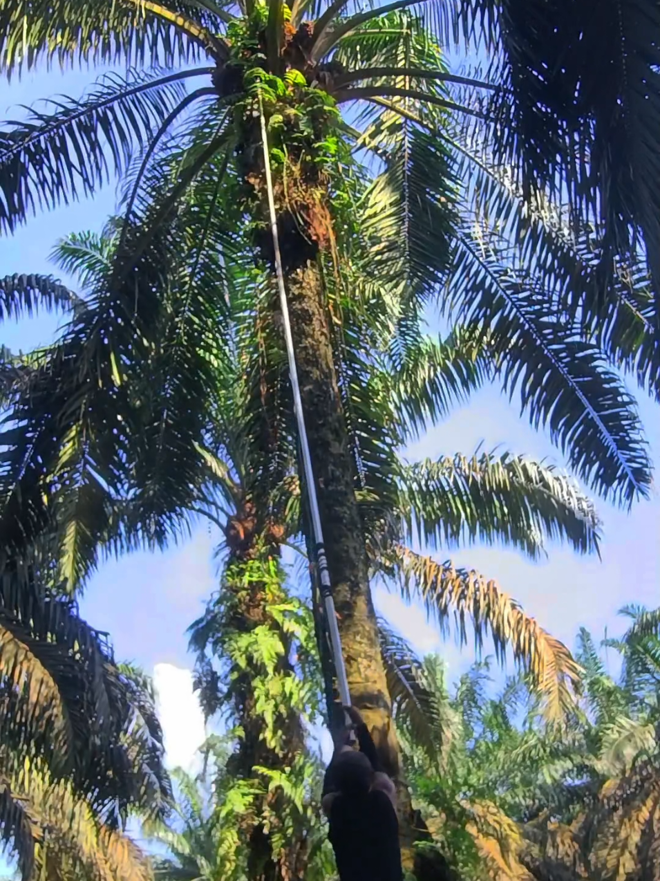 panen sawit bersama sabit king jm #panensawit #sawit 